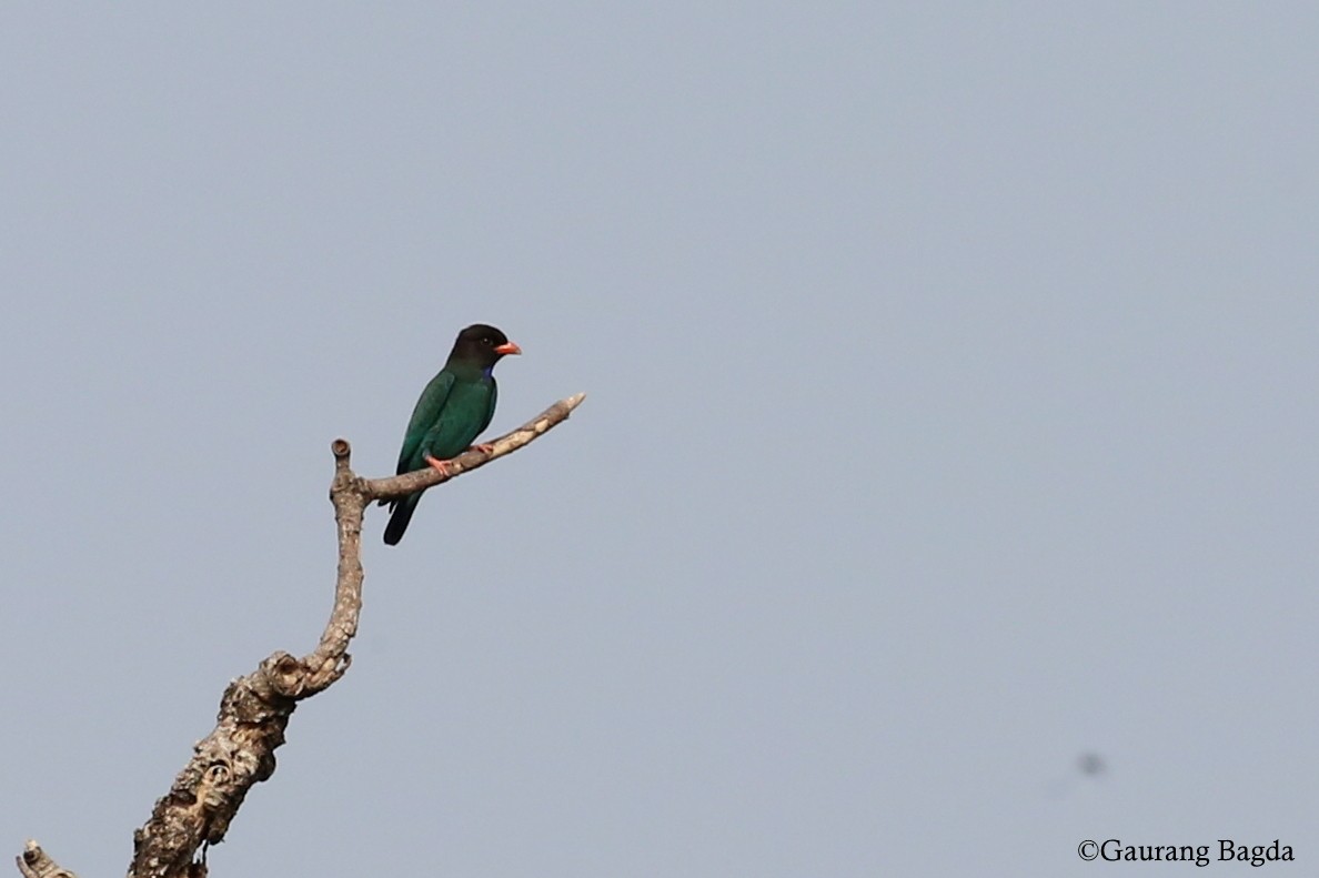 Dollarbird - ML92953981