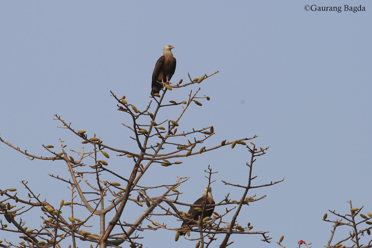 Pallas's Fish-Eagle - ML92954091