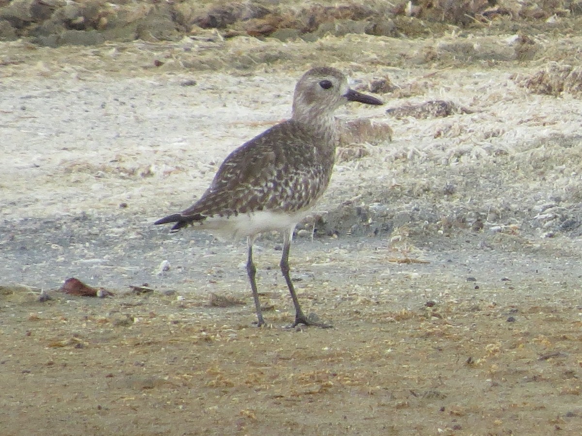 Black-bellied Plover - Bob Rigter