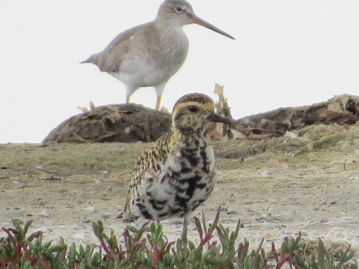 Pacific Golden-Plover - ML92954391