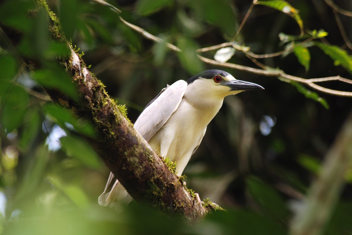 Black-crowned Night Heron - Ryan O'Donnell