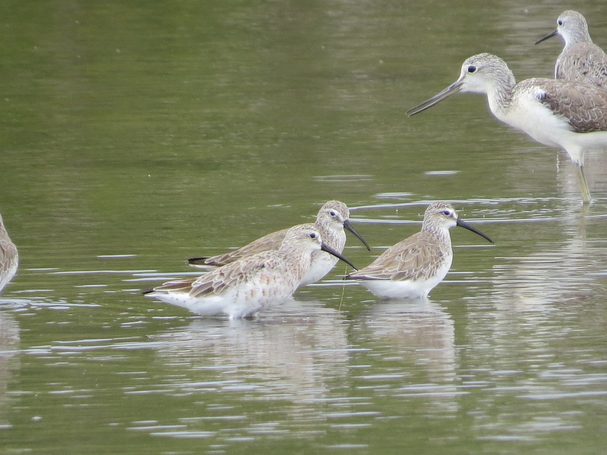 Curlew Sandpiper - ML92955481