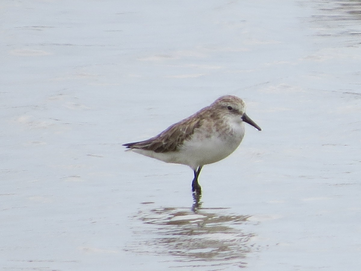 Little Stint - ML92955491