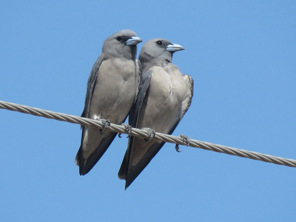 Ashy Woodswallow - Selvaganesh K