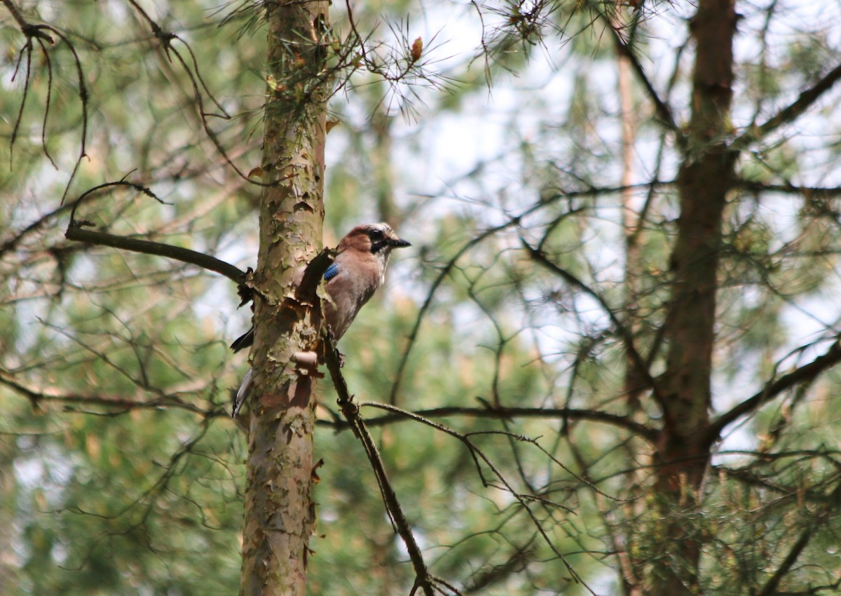 Eurasian Jay - ML92961891