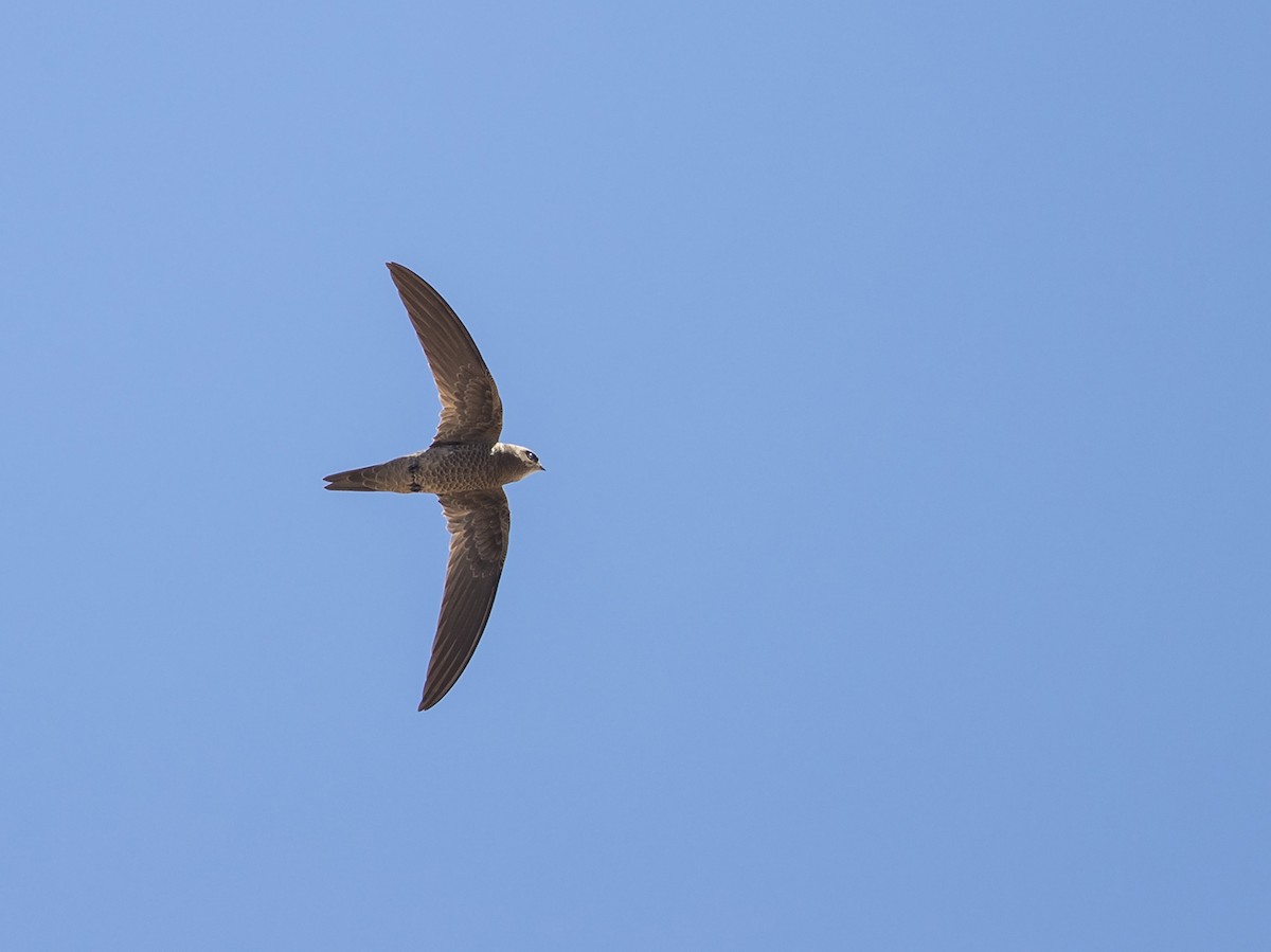 Bradfield's Swift - Niall D Perrins