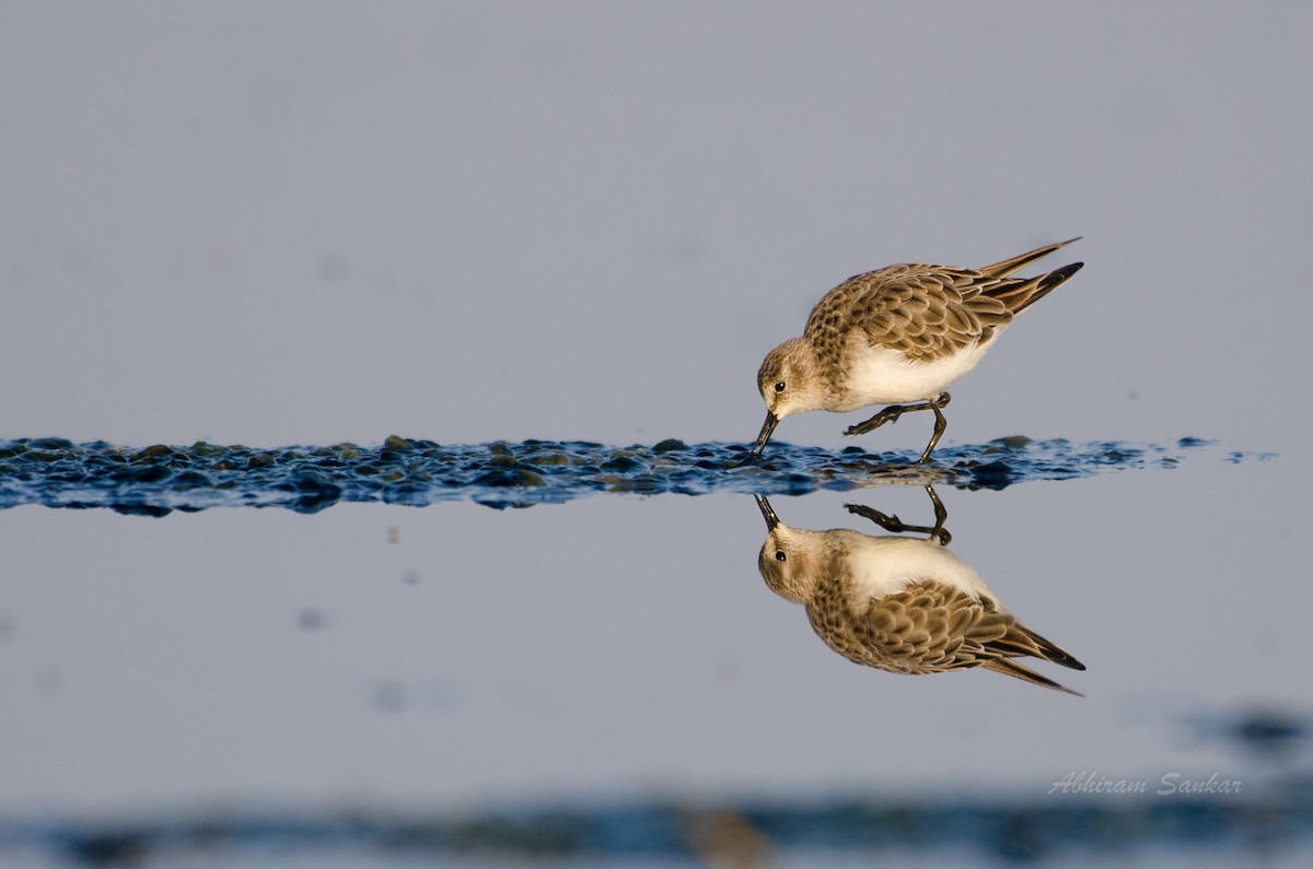 Little Stint - ML92962161