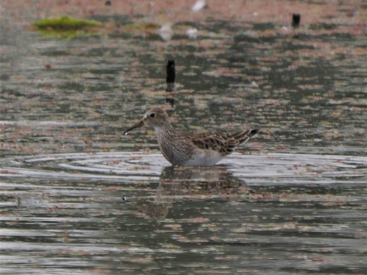 Pectoral Sandpiper - ML92962291