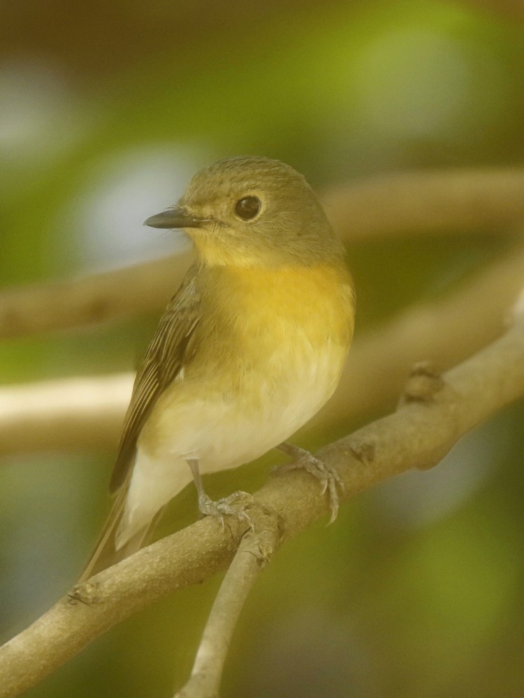 Blue-throated Flycatcher - Subhadra Devi