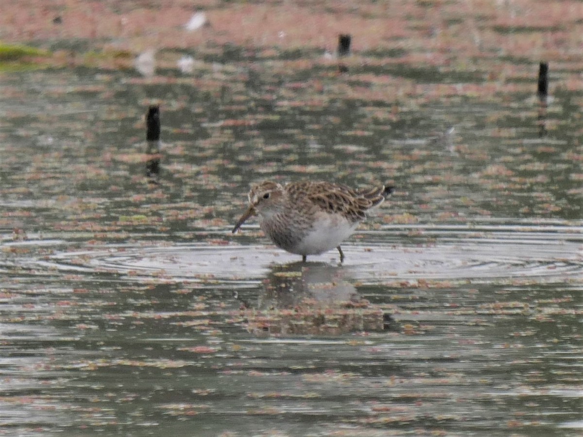 Pectoral Sandpiper - ML92962481