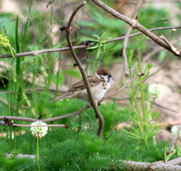 Eurasian Tree Sparrow - ML92962491