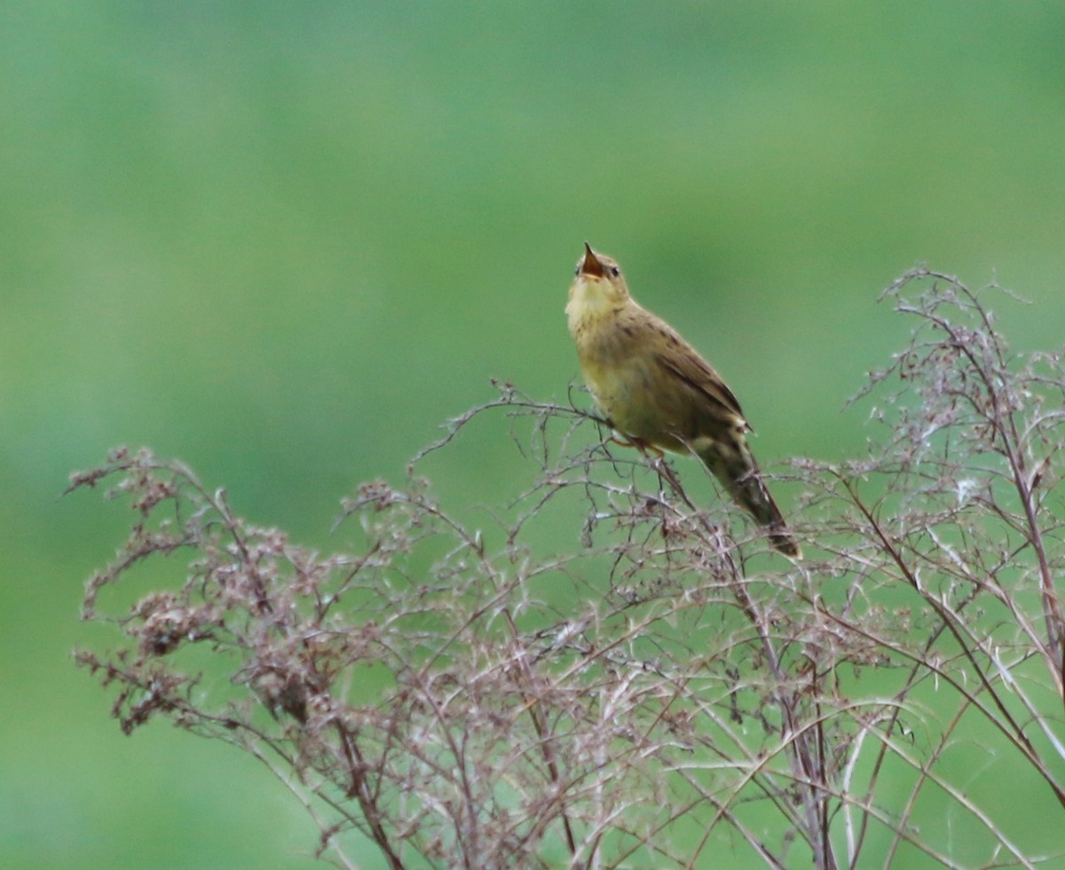 Common Grasshopper Warbler - ML92963221