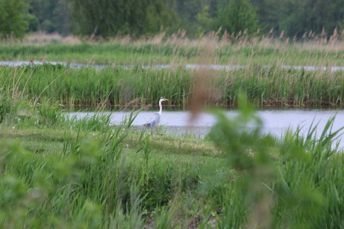 Gray Heron - ML92964271