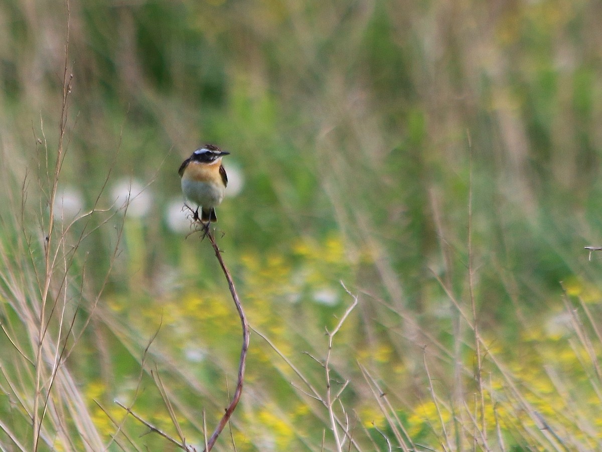 Whinchat - ML92964661