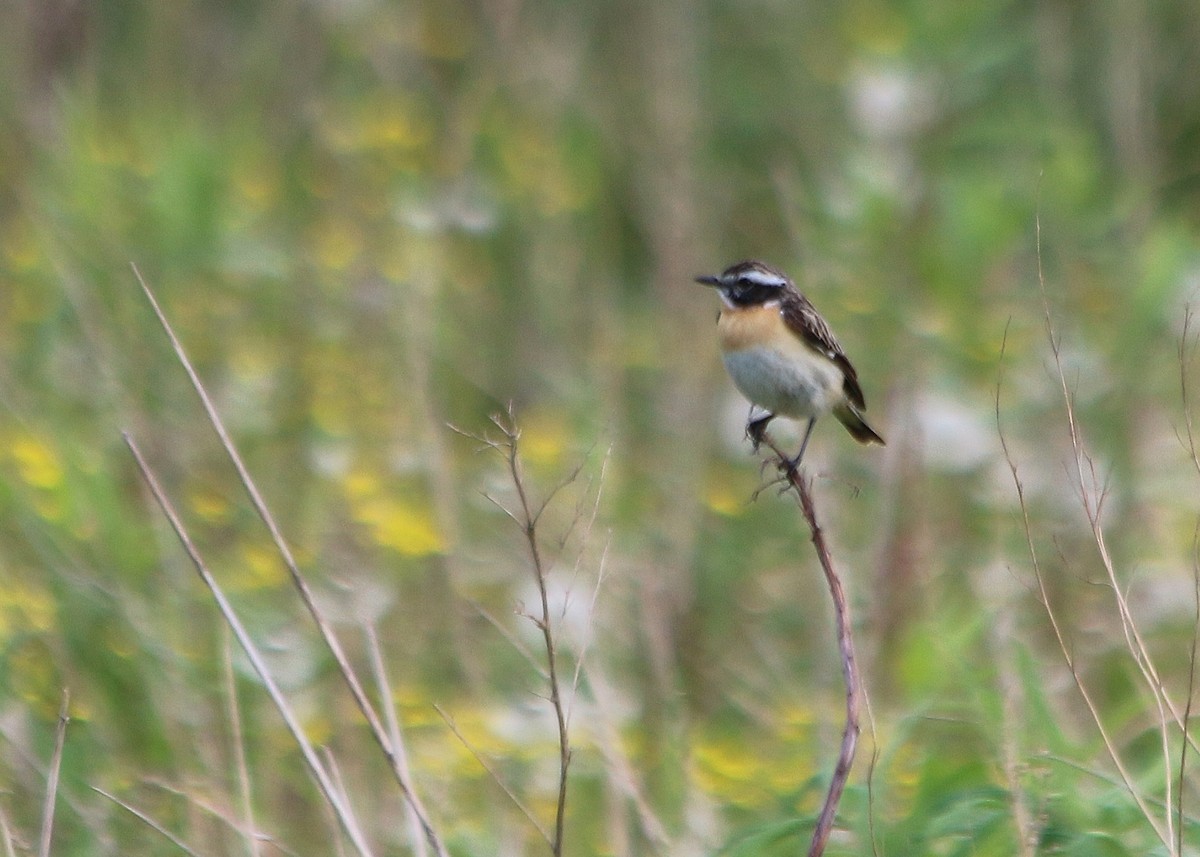 Whinchat - ML92964671