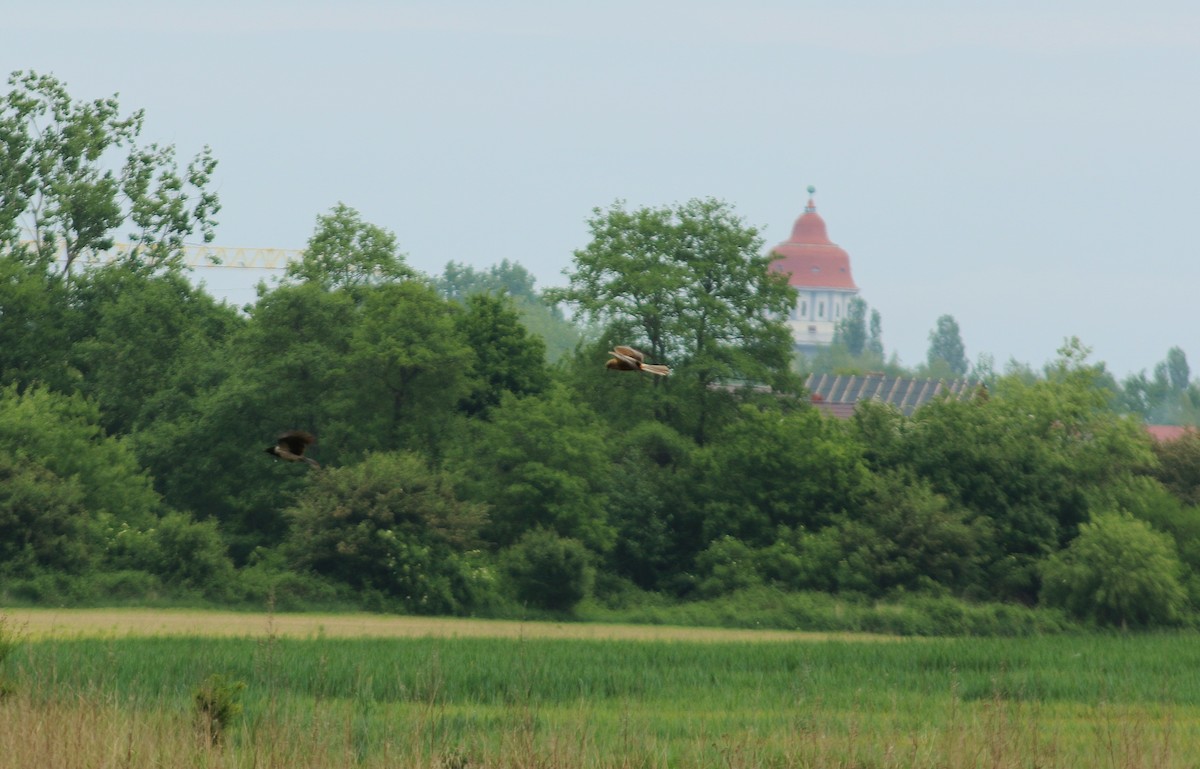 Western Marsh Harrier - ML92965451