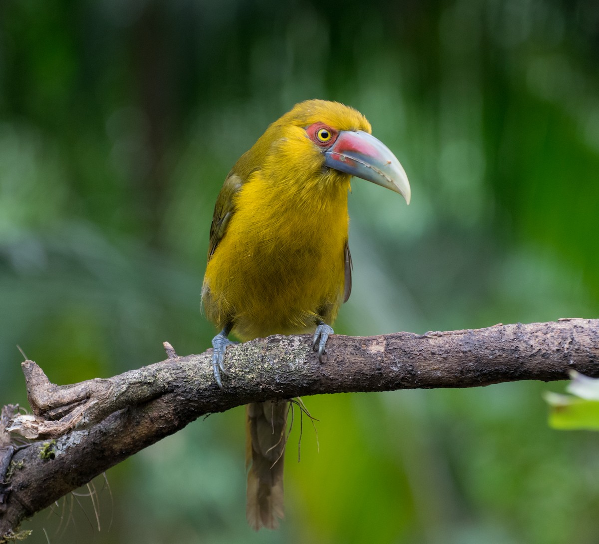 Saffron Toucanet - ML92965531