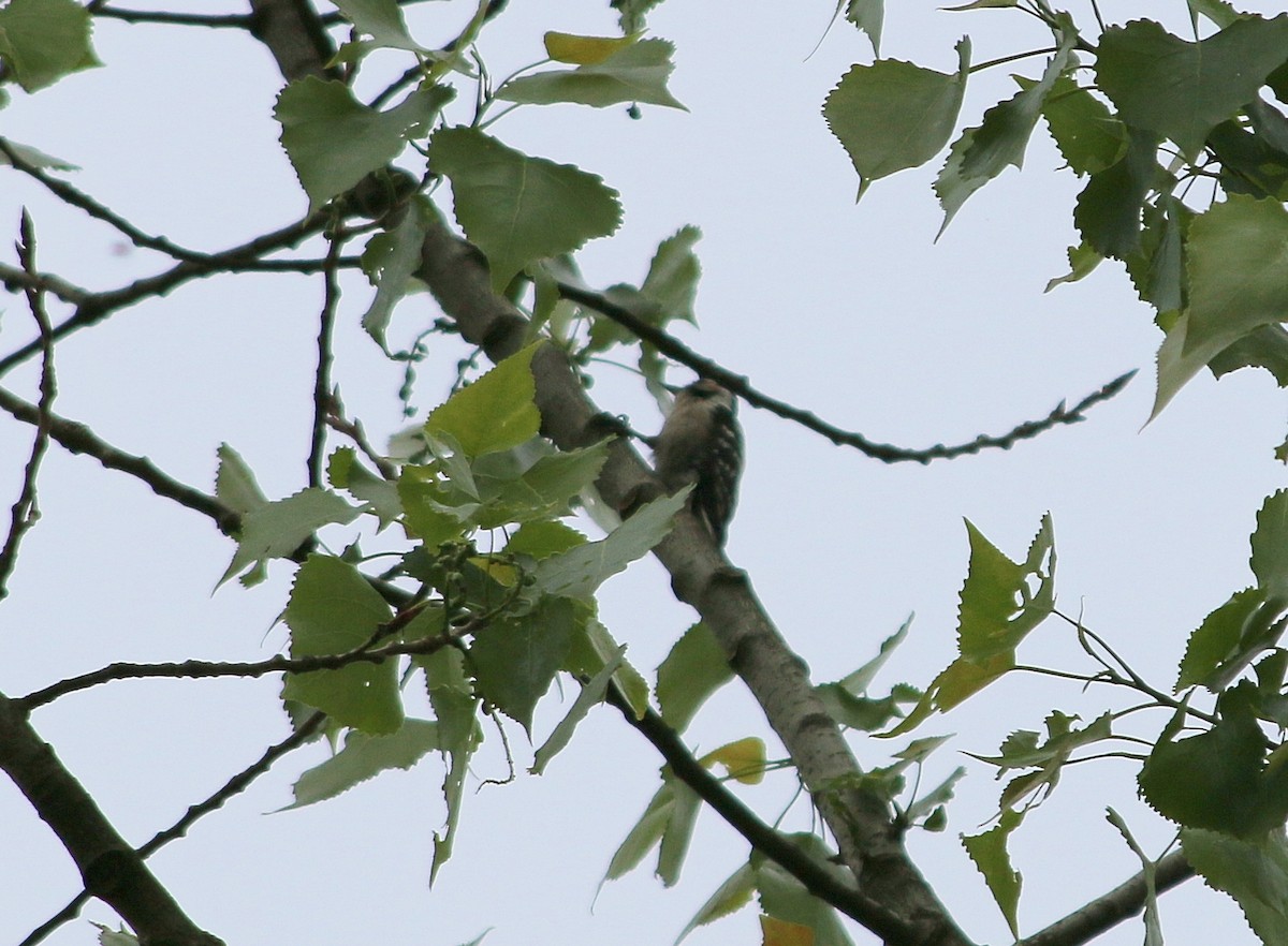 Lesser Spotted Woodpecker - ML92965621