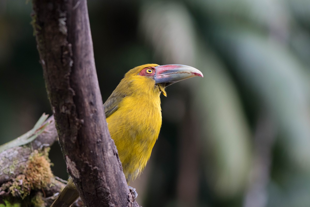 Saffron Toucanet - ML92965631