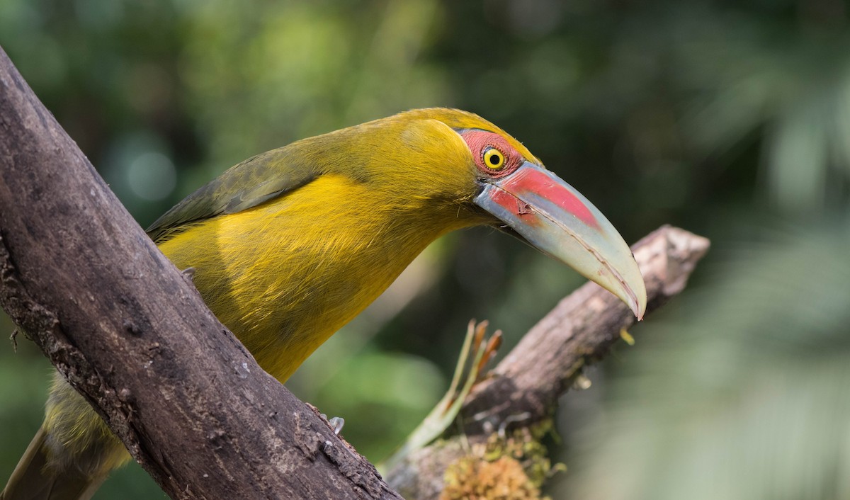 Saffron Toucanet - ML92965641