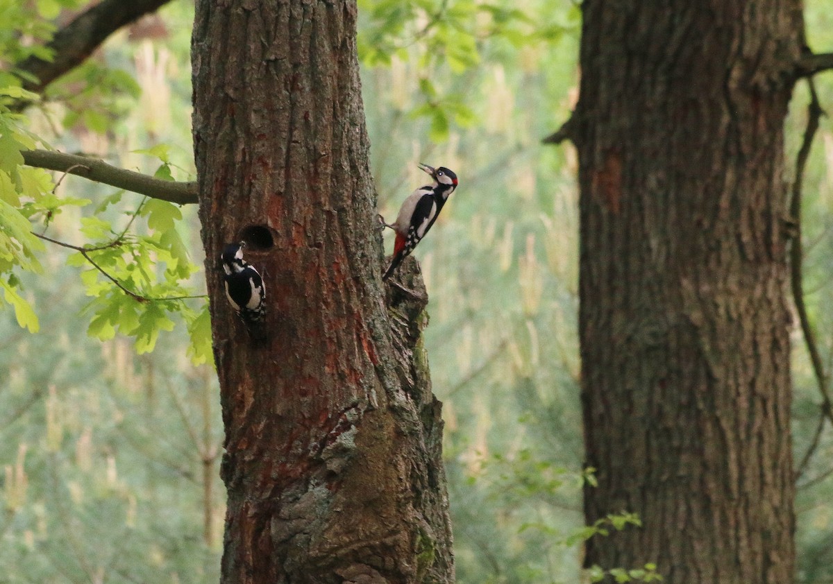 Great Spotted Woodpecker - ML92965691