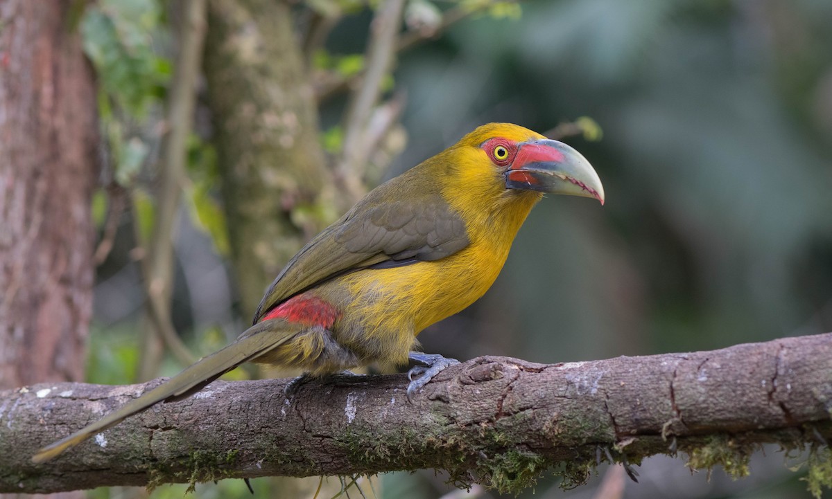 Saffron Toucanet - ML92965711