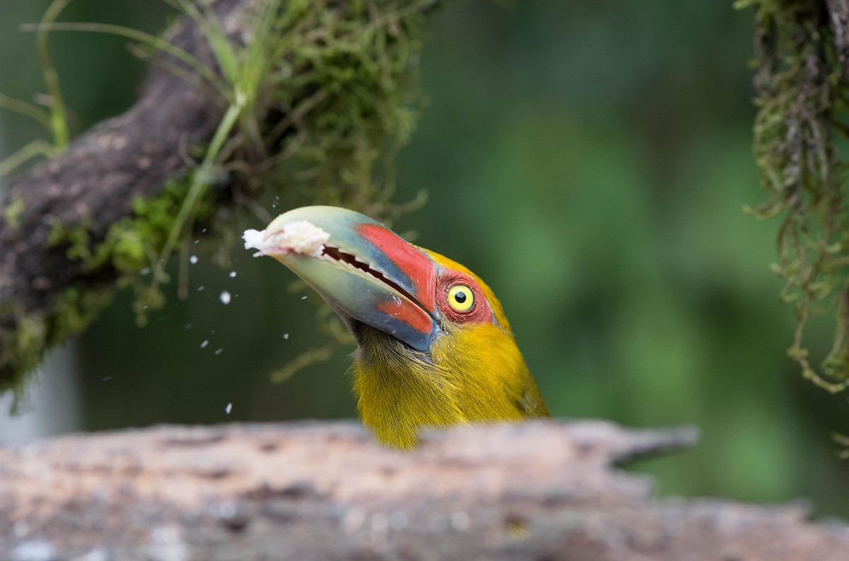 Saffron Toucanet - ML92965721