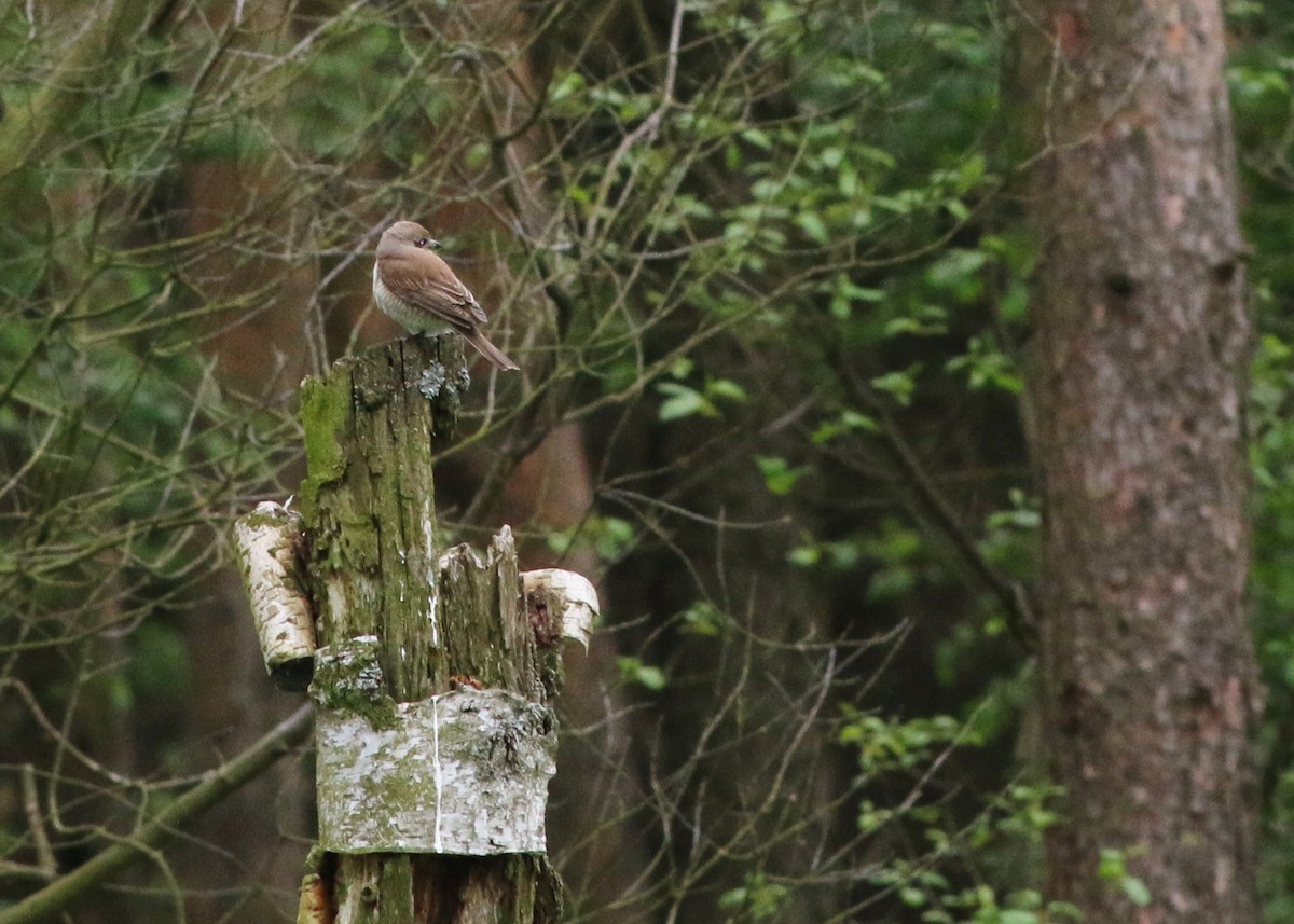 Red-backed Shrike - ML92965831