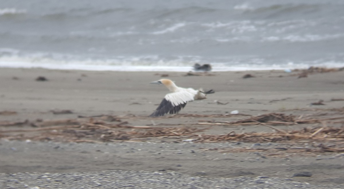 Northern Gannet - ML92966991