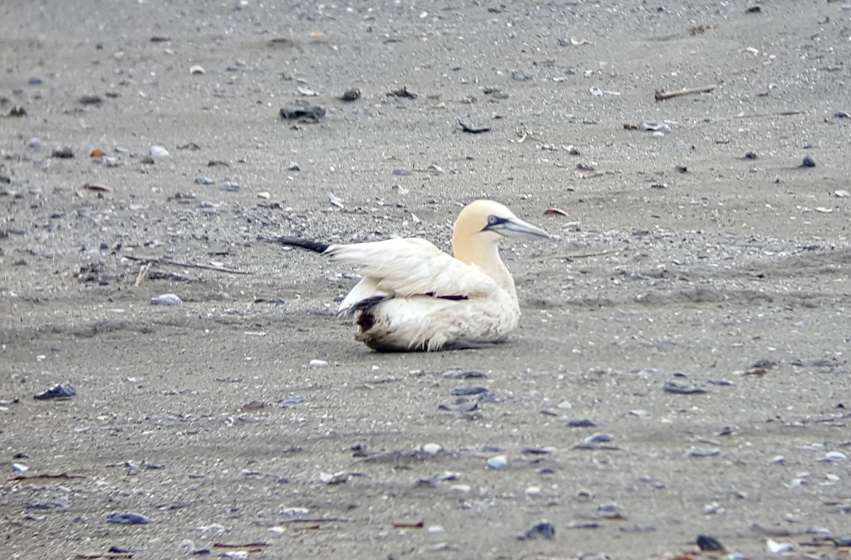 Northern Gannet - ML92967011