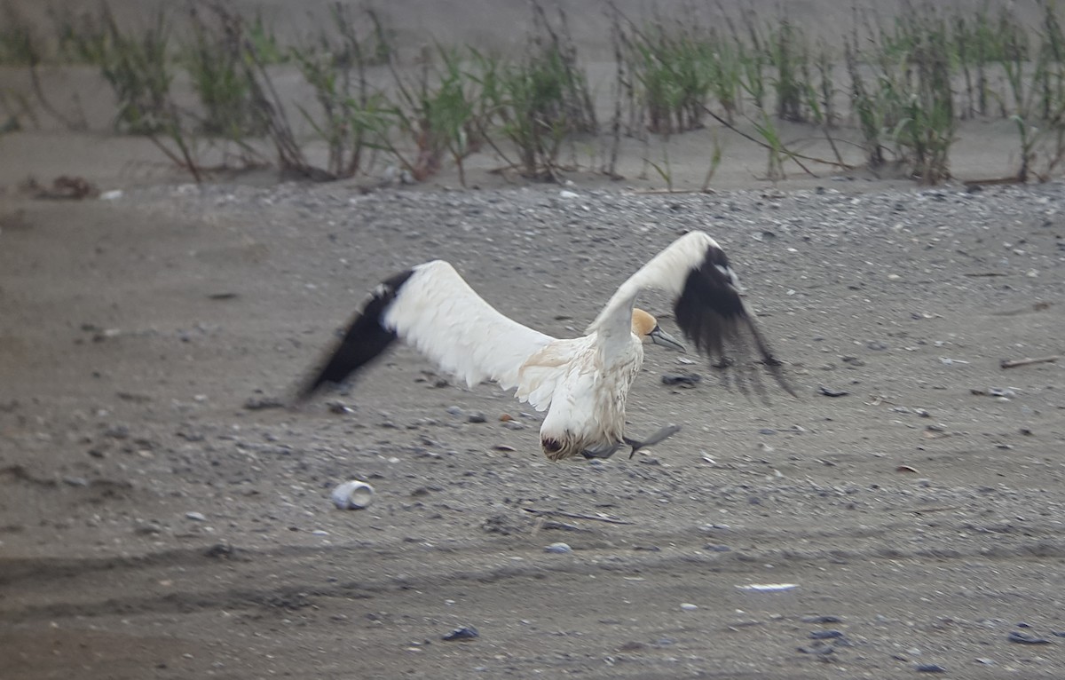 Northern Gannet - ML92967031