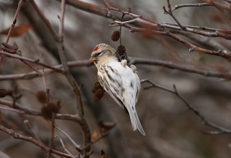 Redpoll (Hoary) - Samuel Denault