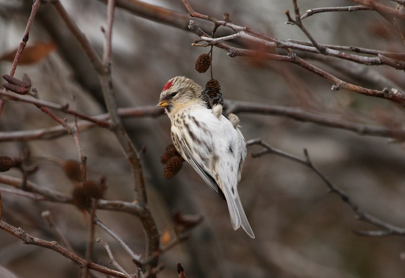 Hoary Redpoll - Samuel Denault