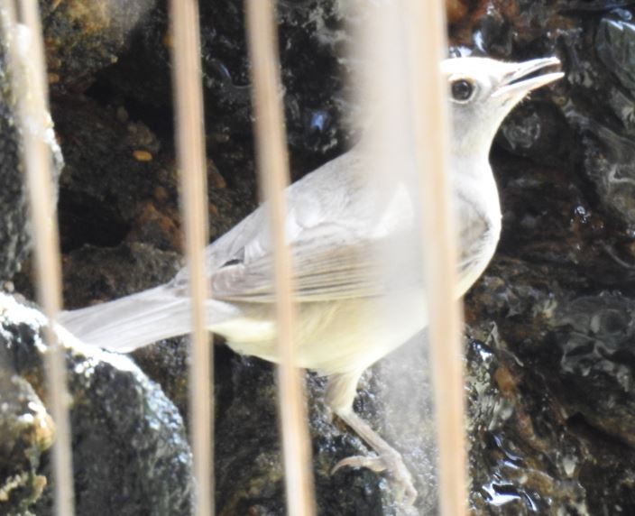 Eurasian Blackcap - ML92968361