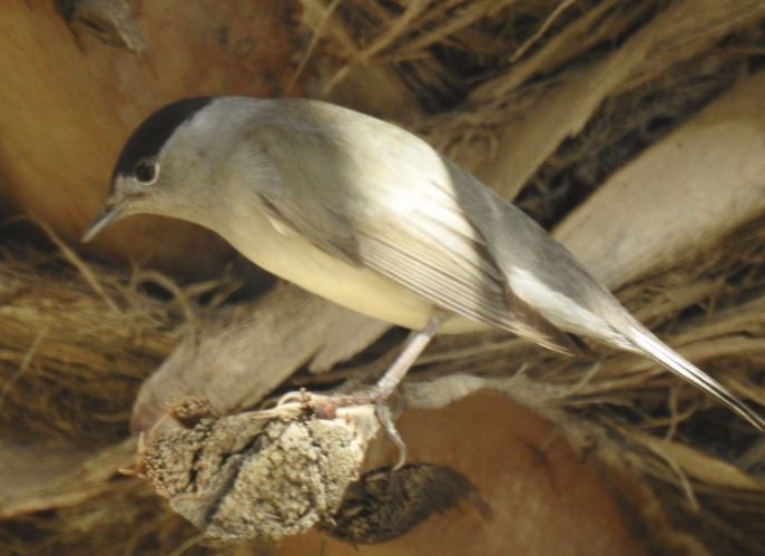 Eurasian Blackcap - ML92968371