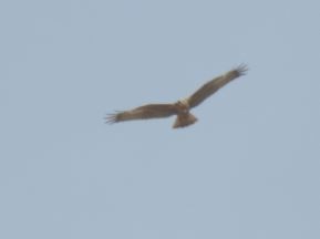 Western Marsh Harrier - ML92968401