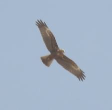 Western Marsh Harrier - ML92968411