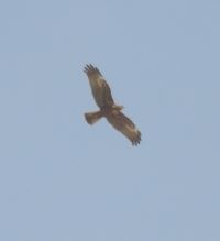 Western Marsh Harrier - ML92968421