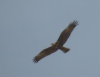 Western Marsh Harrier - ML92968431