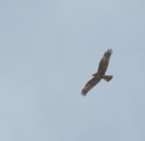 Western Marsh Harrier - ML92968441