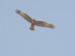 Western Marsh Harrier - ML92968451