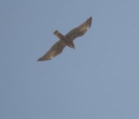 Western Marsh Harrier - ML92968461