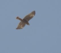 Western Marsh Harrier - ML92968471