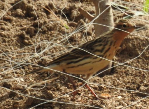 Red-throated Pipit - ML92968481