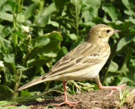 Tree Pipit - ML92968501