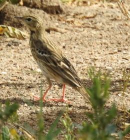 Tree Pipit - ML92968511