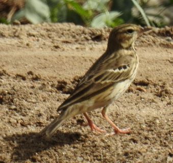 Tree Pipit - ML92968521