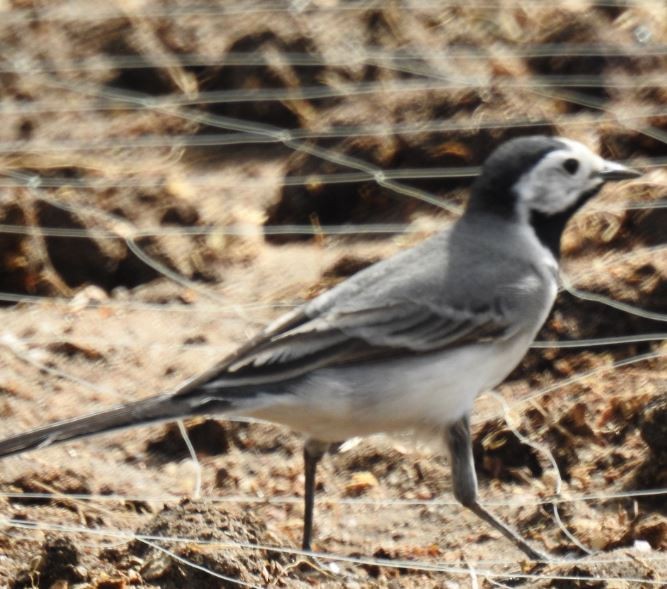 White Wagtail - ML92968571