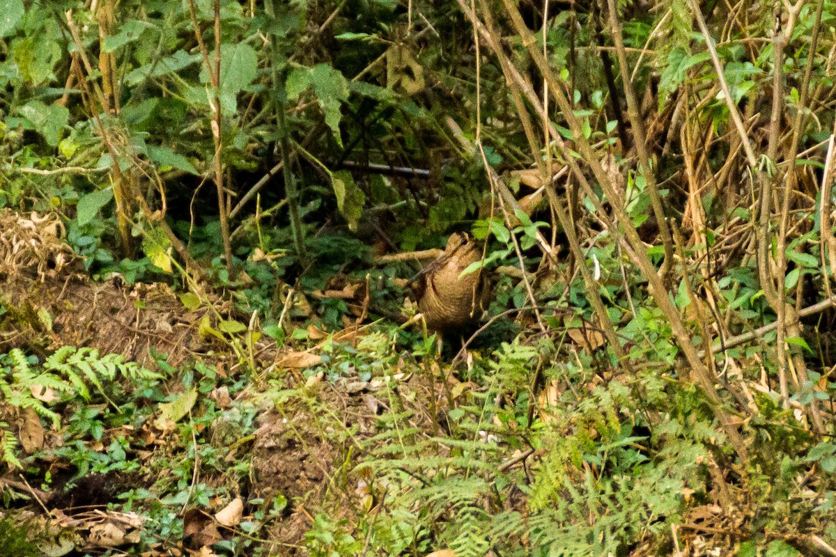 Eurasian Woodcock - ML92970701