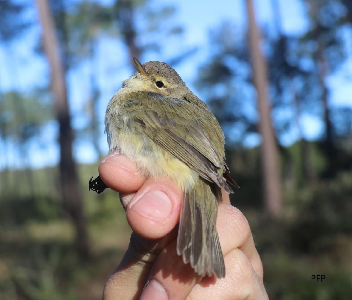 Common Chiffchaff - Pedro  Filipe Pereira